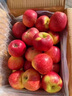 云南昭通紅露蘋(píng)果10斤應季新鮮水果脆甜紅富士冰糖心丑櫻桃小蘋(píng)果 5斤小果【單果50-60mm】 曬單實(shí)拍圖