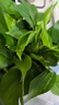 綠蘿盆栽室內(nèi)植物花卉凈化空氣綠植水培垂吊大葉綠蘿新房客廳家用 【整高20cm盆口11】加侖吸水10盆送肥料 曬單實拍圖