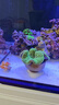 施特馳海水缸燈珊瑚燈魚缸燈(適合2米缸以上)飛翼系列龍門燈架 日出日落 配件:延長線2米 曬單實拍圖