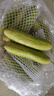 四海上品山東特產(chǎn)海陽(yáng)白玉黃瓜時(shí)令水果生吃小黃瓜新鮮蔬菜現摘現發(fā)孕婦 白玉黃瓜凈重 3斤 約10-14根 曬單實(shí)拍圖