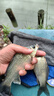 達(dá)摩浮漂永村納米漂全水域底釣綜合野釣醒目高靈敏耐用魚(yú)漂P01 P01加粗兩目/底釣綜合鯽鯉羅非 3號(hào) 曬單實(shí)拍圖