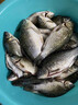 榮予谷麥釣血麥粒顆粒魚(yú)料野釣鯉魚(yú)青魚(yú)魚(yú)餌專(zhuān)用釣魚(yú)餌料鯽魚(yú)麝香酒 麝香血麥3瓶/贈送血麥誘導素1瓶 曬單實(shí)拍圖