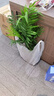 歐芽  袖珍椰子水培綠植物富貴鳳尾竹觀(guān)葉盆栽客廳辦公室內桌面 高60-70厘米10-12棵袖珍椰子 曬單實(shí)拍圖
