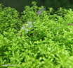 YEE酸洗青龍石頭精品天然松皮石魚缸造景原碎石多孔假山底沙水草套餐 青龍石 3斤 精挑自然造型 【大小隨機(jī) 個(gè)數(shù)隨機(jī)】 曬單實(shí)拍圖