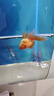 馬印銀龍魚活體大中型熱帶觀賞魚魚缸寵物淡水風(fēng)水魚發(fā)財(cái)魚金龍魚 純血七彩銀龍魚16-18cm 2條  一公一母 曬單實(shí)拍圖