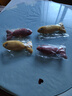 柒哦貓玩具自嗨解悶貓薄荷仿真麻布魚(yú)幼貓貓咪逗貓棒小貓磨牙寵物用品 靜音【麻布黃魚(yú)+紅魚(yú)】 曬單實(shí)拍圖