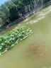 熊火兒童魚竿2.4m迷你短節(jié)便攜釣魚手竿釣魚蝦蟹溪流竿小孩專用套裝 曬單實(shí)拍圖
