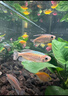 公魚剛果美人魚 5-7CM淡水小型寵物觀賞魚彩虹群游小魚好養(yǎng)耐活 【公魚】剛果美人5-7CM(5條裝) 曬單實(shí)拍圖