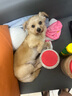 皇家狗糧 成犬狗糧 犬糧 寵物小型犬 PR27 全價(jià)犬糧≥10月2KG 曬單實(shí)拍圖