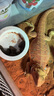 非常寵杜比亞蟑螂繁殖組幼體蜥蜴守宮烏龜龍魚活餌飼料超櫻桃蟋蟀 2.5-3cm （約300只） 曬單實拍圖
