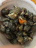 瑞陽水產(chǎn)丹東東港鮮活大香螺大海螺生蠔鮑魚海螺扇貝特大野生螺 試吃一斤小海螺 曬單實(shí)拍圖