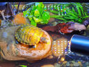 西游水族烏龜缸超白玻璃生態(tài)造景龜魚(yú)缸一體混養(yǎng)生態(tài)缸客廳專用家用飼養(yǎng)缸 50原生溪流豪華全套【缸+DIY造景+設(shè)備】 曬單實(shí)拍圖