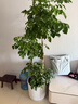 植男植女幸福樹造型綠寶盆栽真綠植客廳室內(nèi)大型綠植辦公喬遷新居源頭直發(fā) 曬單實拍圖