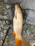威拓森全新升級二代吳亞釣魚(yú)餌料浮釣鰱鳙綜合餌散炮大混養鯽鯉草鳊翹青 浮底抽心二代1400克果味 曬單實(shí)拍圖