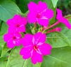 紫茉莉花種籽子四季播種開(kāi)花多年生驅蚊胭脂花室內外庭院陽(yáng)臺花卉 紫茉莉100粒+肥 曬單實(shí)拍圖
