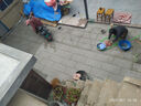 生態(tài)地鋪石pc磚石英磚仿石磚仿花崗巖庭院地磚園林景觀廣場(chǎng)磚18mm 芝麻淺灰 300x600mm【1.8cm厚】 曬單實(shí)拍圖