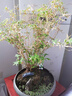 貓玩具仿真小鳥發(fā)聲自嗨解悶神器逗貓棒消耗體力幼貓玩具貓咪用品 綠色相思鳥【送貓薄荷+懸掛繩】 曬單實拍圖