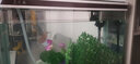 美之海魚(yú)缸客廳家用小型長(zhǎng)方形桌面魚(yú)缸水族箱懶人免換水生態(tài)上過(guò)濾魚(yú)缸 83*34*65cm 下單默認(rèn)發(fā)白色 曬單實(shí)拍圖