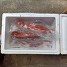 （自營）生鮮豬肉豬里脊肉新鮮土豬肉速凍全瘦肉精肉大里脊肉 精選土豬里脊 豬里脊【3斤】全瘦肉 曬單實(shí)拍圖