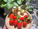 海蒂的花園草莓苗盆栽苗秧種子秋冬季多季結果原土原盆紅顏奶油 草莓：紅顏15cm盆（已現貨） 曬單實(shí)拍圖