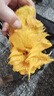 甜果源 四川凱特芒芒果 皮薄肉厚樹(shù)上現摘熟當季熱帶新鮮水果超甜包郵 9斤精選果【單果300g+】?jì)?.5斤 曬單實(shí)拍圖