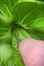 蔬菜專用清菌顆粒驅(qū)蟲除害蟲防蟲防病害辣椒瓜果蔬菜花卉肥料 1桶【450g】 曬單實拍圖