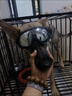 星舵狗狗護目鏡墨鏡寵物眼鏡中小型犬防風(fēng)眼鏡柯基邊牧太陽(yáng)眼鏡墨鏡 黑色【適合中大型犬】 曬單實(shí)拍圖