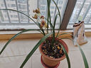 華香園蘭花 紅鳳 寒蘭紅色多瓣奇花珍品 濃香型 室內外盆栽盆景耐陰綠植 紅鳳2苗 裸根發(fā)貨 帶花苞 曬單實(shí)拍圖