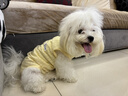 MIKI PAD狗狗絕育服手術(shù)服狗狗衣服春夏季薄款包護肚衣公狗母狗術(shù)后防舔 背心護肚衣-黃色#可做絕育服 M+ 胸圍42背長(cháng)32（建議8-10斤 曬單實(shí)拍圖