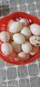 珍府客鴿子蛋鵝蛋農(nóng)家散養(yǎng)現(xiàn)撿現(xiàn)發(fā)寶寶孕婦早餐滋補(bǔ)端午禮盒生鮮 30枚精選鴿子蛋 曬單實(shí)拍圖