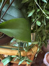 諾頓 伯格藤編迷你陽臺(tái)小桌子日式復(fù)古沙發(fā)茶幾可移動(dòng)臥室床頭邊幾客廳角幾 自然色 | 355*605*550mm(H) 曬單實(shí)拍圖