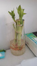 懶人水培綠植九里香綠蘿文竹室內(nèi)易養(yǎng)凈化空氣花卉盆栽植物花卉 荷花竹3顆【不含盆】土培水培皆可10-15cm 曬單實(shí)拍圖