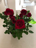 鉆石玫瑰花迷你月季花苗四季開(kāi)花盆栽老樁花好養陽(yáng)臺室內客廳花卉 鉆石玫瑰 紅色 原盆栽好 曬單實(shí)拍圖