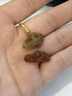蜜禾新疆三色葡萄干500g罐裝黑色綠萄葡干特產(chǎn)免洗即食蜜餞果干零食 曬單實拍圖