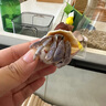 寄居蟹活體懶人寵物陸生易養(yǎng)寄居蟹淡水鮮活觀賞蟹螃蟹辦公室桌面 短腕寄居蟹2-4厘米1只 曬單實(shí)拍圖