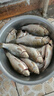 子線雙鉤綁好魚(yú)鉤魚(yú)線套裝金袖金海夕伊豆伊勢(shì)尼成品漁具用品 金海夕有刺3號(hào)+子線0.8號(hào) 到手10付 曬單實(shí)拍圖