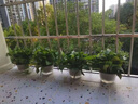 八方來財(cái)鴨腳木盆栽辦公室桌面鴨掌木七葉蓮客廳四季綠植物好養(yǎng)活 【客廳推薦】鴨腳木50-60cm 曬單實(shí)拍圖
