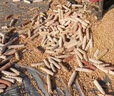 潔暉全自動(dòng)玉米脫粒機(jī)家用新型打玉米脫粒機(jī)剝粒器小型苞米剝粒神器 【精細(xì)型】單筒脫粒機(jī)+安裝禮包 苞米脫粒機(jī)玉米剝粒神器雙滾筒 曬單實(shí)拍圖