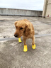 嬉皮狗（hipidog）卡通硅膠雨鞋狗狗大型犬金毛大狗雨天外出防滑耐磨防水寵物狗鞋子 洛克黃 3XL 9.3*7.4cm建議體重45-65斤 曬單實(shí)拍圖