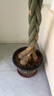 臨雅辮子發(fā)財(cái)樹客廳盆栽大型室內(nèi)綠植招財(cái)樹辦公室喬遷開業(yè)落地植物棵 辮子發(fā)財(cái)樹1.2-1.3m+樹脂福字盆 曬單實(shí)拍圖