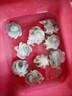 海鮮八爪魚海鮮小章魚海鮮鮮活八爪魚章魚爆頭火鍋食材新鮮八爪魚 1斤50只左右 500g(凈重)  /包 1斤 曬單實拍圖