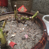 新品濃香型玫瑰花苗盆栽花卉綠植陽臺庭院室內(nèi)外老根耐寒四季開花 蘇格紅綠玫瑰 精品老樁2棵（四季開花濃香） 曬單實(shí)拍圖