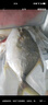 恒興食品 原條金鯧魚(yú) BAP認證深海魚(yú)海鮮火鍋燒烤金昌魚(yú)冷凍生鮮 原條金鯧魚(yú)350g*4條 曬單實(shí)拍圖