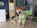 琴飛曼雨衣寵物狗狗大狗中大型犬金毛薩摩耶阿拉斯加全包雨衣連帽霧草綠4XL 曬單實(shí)拍圖