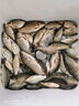 老鬼（OLDGHOST）918餌料野釣九一八野戰腥版腥香狂拉魚(yú)餌魚(yú)食鯽鯉魚(yú)配方 918野戰狂拉腥香(1包) 曬單實(shí)拍圖