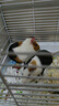 jolly pet products多維生素配方荷蘭豬飼料天竺鼠糧葵鼠主糧豚鼠綜合糧營(yíng)養(yǎng)糧 維C綜合糧5斤 AL063 曬單實(shí)拍圖