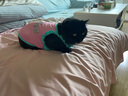貓吖貓咪衣服夏季薄款貓衣服防掉毛背心吊帶春秋透氣布偶德文狗衣服 桃心條紋吊帶-藍 L胸圍40cm（建議8-11斤） 曬單實拍圖