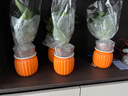 特價(jià)綠蘿盆栽室內客廳辦公室吸甲醛凈化空氣水培植物綠植花卉好養 【喬遷新居20盆】綠蘿+橙色南瓜盆自吸水 整體含盆高度20-25cm 曬單實(shí)拍圖
