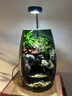 青苔苔蘚植物微景觀(guān)生態(tài)瓶養魚(yú)室內桌面盆栽耐養流水成品套餐禮物 男旅行者有流水+定時(shí)燈USB插口 曬單實(shí)拍圖