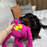 QMONSTER狗狗玩具耐咬 發(fā)聲磨牙狗玩具解悶拉扯互動(dòng)大型犬玩具 甩甩兔家族 甩甩兔（玫紅色） 曬單實(shí)拍圖